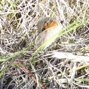 Junonia villida at Emu Creek - 30 Dec 2023 05:03 PM