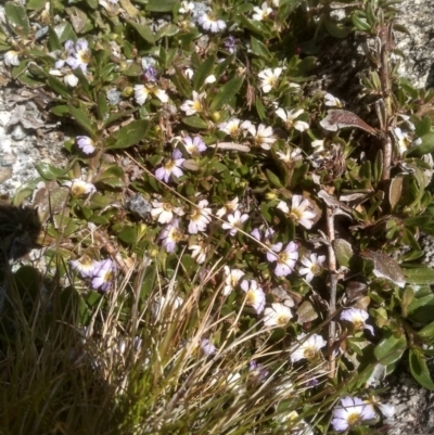 Scaevola hookeri (Creeping Fanflower) at Kosciuszko National Park - 30 Dec 2023 by mahargiani