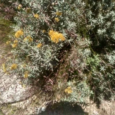 Cassinia monticola (Mountain Cassinia) at Munyang, NSW - 30 Dec 2023 by mahargiani