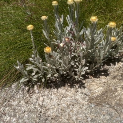 Coronidium monticola (Mountain Button Everlasting) at Kosciuszko National Park - 30 Dec 2023 by mahargiani