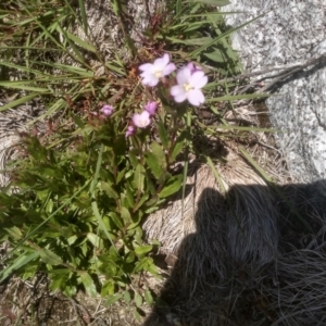 Epilobium sarmentaceum at Kosciuszko National Park - 30 Dec 2023 01:46 PM