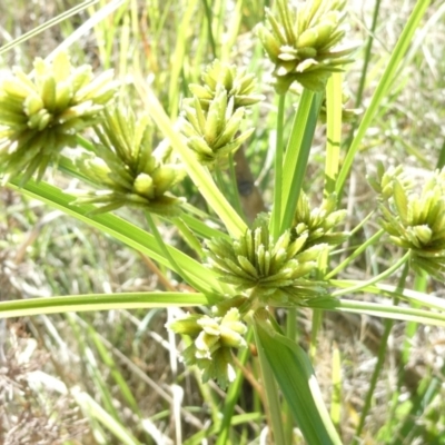 Cyperus eragrostis (Umbrella Sedge) at Emu Creek - 30 Dec 2023 by JohnGiacon