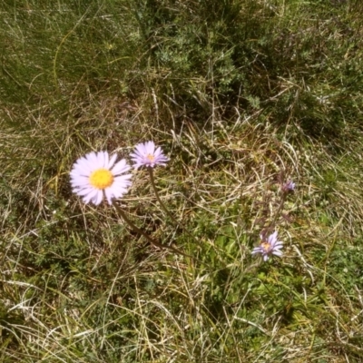 Brachyscome spathulata (Coarse Daisy, Spoon-leaved Daisy) at Kosciuszko National Park - 30 Dec 2023 by mahargiani