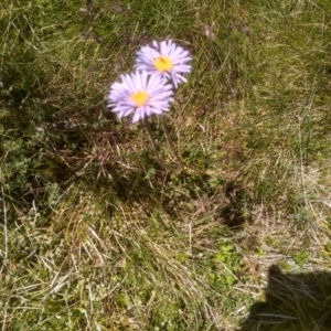 Brachyscome spathulata at Kosciuszko National Park - 30 Dec 2023 01:48 PM