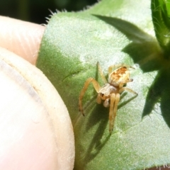 Araneus hamiltoni (Hamilton's Orb Weaver) at Flea Bog Flat to Emu Creek Corridor - 30 Dec 2023 by JohnGiacon