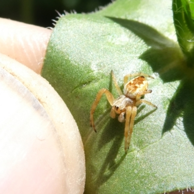 Araneus hamiltoni (Hamilton's Orb Weaver) at Belconnen, ACT - 30 Dec 2023 by JohnGiacon