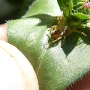 Araneus hamiltoni at Flea Bog Flat to Emu Creek Corridor - 30 Dec 2023 02:11 PM