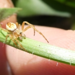 Araneus hamiltoni at Flea Bog Flat to Emu Creek Corridor - 30 Dec 2023 02:11 PM