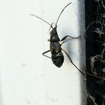 Lygaeidae (family) (Seed bug) at Emu Creek Belconnen (ECB) - 29 Dec 2023 by JohnGiacon