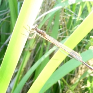 Austrolestes analis at Emu Creek - 30 Dec 2023 07:06 AM