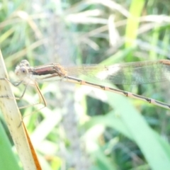 Austrolestes analis at Emu Creek - 30 Dec 2023