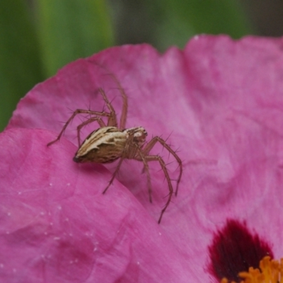 Oxyopes sp. (genus) (Lynx spider) at Chapman, ACT - 7 Dec 2023 by BarrieR