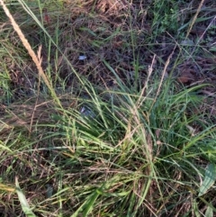 Sporobolus africanus (Parramatta Grass, Rat's Tail Grass) at Emu Creek - 30 Dec 2023 by JohnGiacon