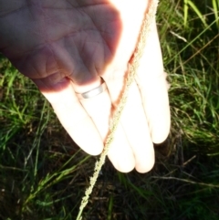 Sporobolus africanus at Emu Creek - 30 Dec 2023 07:07 AM