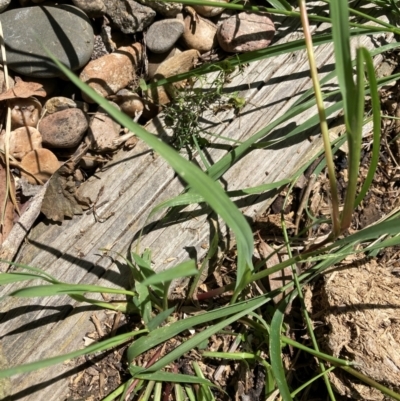 Setaria parviflora (Slender Pigeon Grass) at Belconnen, ACT - 30 Dec 2023 by JohnGiacon