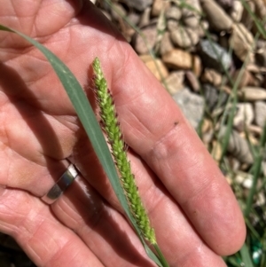 Setaria parviflora at Emu Creek Belconnen (ECB) - 30 Dec 2023