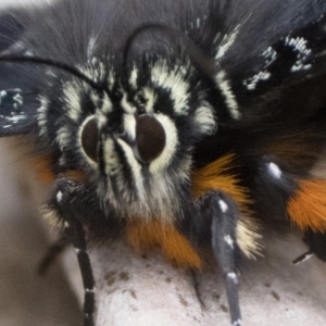 Eutrichopidia latinus at Tidbinbilla Nature Reserve - 31 Dec 2023