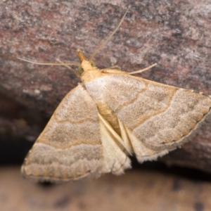 Meranda susialis at Tidbinbilla Nature Reserve - 31 Dec 2023