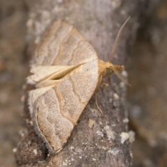 Meranda susialis at Tidbinbilla Nature Reserve - 31 Dec 2023