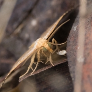 Meranda susialis at Tidbinbilla Nature Reserve - 31 Dec 2023