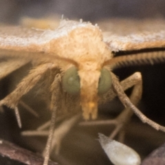 Meranda susialis at Tidbinbilla Nature Reserve - 31 Dec 2023