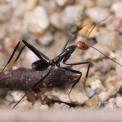 Leptomyrmex erythrocephalus (Spider ant) at Paddys River, ACT - 30 Dec 2023 by patrickcox