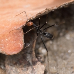 Leptomyrmex erythrocephalus at Tidbinbilla Nature Reserve - 31 Dec 2023