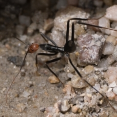 Leptomyrmex erythrocephalus at Tidbinbilla Nature Reserve - 31 Dec 2023