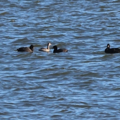 Tachybaptus novaehollandiae (Australasian Grebe) at Albury - 29 Dec 2023 by KylieWaldon