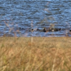 Fulica atra (Eurasian Coot) at Albury - 29 Dec 2023 by KylieWaldon