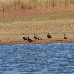 Tadorna tadornoides (Australian Shelduck) at Albury - 29 Dec 2023 by KylieWaldon