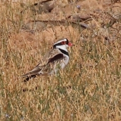 Charadrius melanops (Black-fronted Dotterel) at Albury - 29 Dec 2023 by KylieWaldon