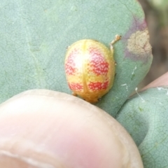 Paropsisterna fastidiosa (Eucalyptus leaf beetle) at Belconnen, ACT - 31 Dec 2023 by JohnGiacon