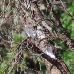 Artamus leucorynchus (White-breasted Woodswallow) at Table Top Reserve - 30 Dec 2023 by KylieWaldon