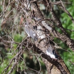 Artamus leucorynchus (White-breasted Woodswallow) at Table Top Reserve - 29 Dec 2023 by KylieWaldon