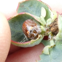 Paropsisterna m-fuscum (Eucalyptus Leaf Beetle) at Belconnen, ACT - 31 Dec 2023 by JohnGiacon