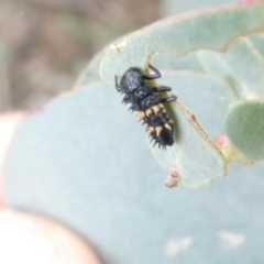 Harmonia conformis (Common Spotted Ladybird) at Belconnen, ACT - 31 Dec 2023 by JohnGiacon