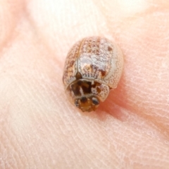 Paropsisterna m-fuscum (Eucalyptus Leaf Beetle) at Belconnen, ACT - 31 Dec 2023 by JohnGiacon