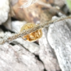 Paropsisterna m-fuscum at Emu Creek - 31 Dec 2023