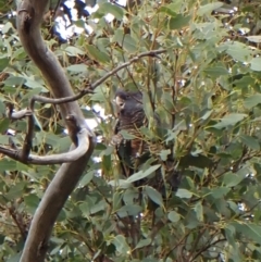 Callocephalon fimbriatum (identifiable birds) (Gang-gang Cockatoo (named birds)) at Cook, ACT - 31 Dec 2023 by CathB