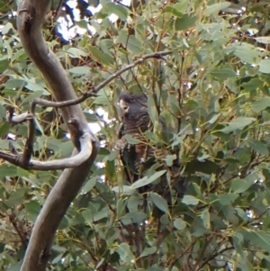 Callocephalon fimbriatum (identifiable birds) at Cook, ACT - suppressed