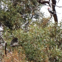 Callocephalon fimbriatum (identifiable birds) at Cook, ACT - suppressed