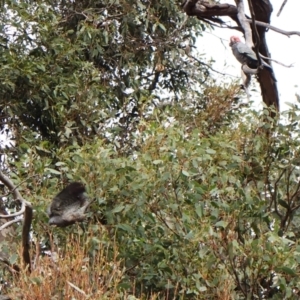 Callocephalon fimbriatum (identifiable birds) at Cook, ACT - suppressed