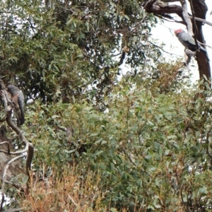 Callocephalon fimbriatum (identifiable birds) at Cook, ACT - suppressed