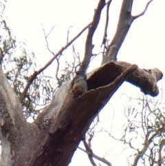 Callocephalon fimbriatum (identifiable birds) at Cook, ACT - suppressed