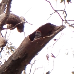 Callocephalon fimbriatum (identifiable birds) at Cook, ACT - suppressed