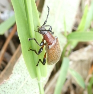 Ecnolagria grandis at Emu Creek Belconnen (ECB) - 31 Dec 2023