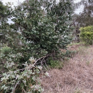 Eucalyptus neglecta at Macquarie, ACT - 31 Dec 2023 11:45 AM