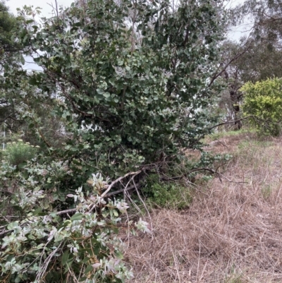 Eucalyptus neglecta (Omeo Gum) at Macquarie, ACT - 31 Dec 2023 by JohnGiacon