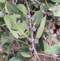 Eucalyptus neglecta at Macquarie, ACT - 31 Dec 2023 11:45 AM